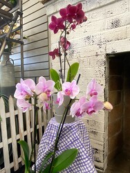 Orchid Plant